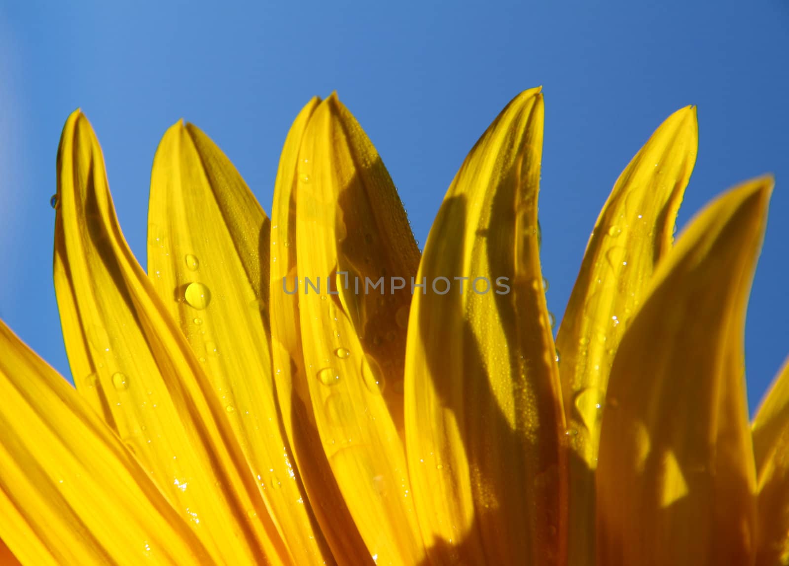 macro of sunflower petals and blue sky background