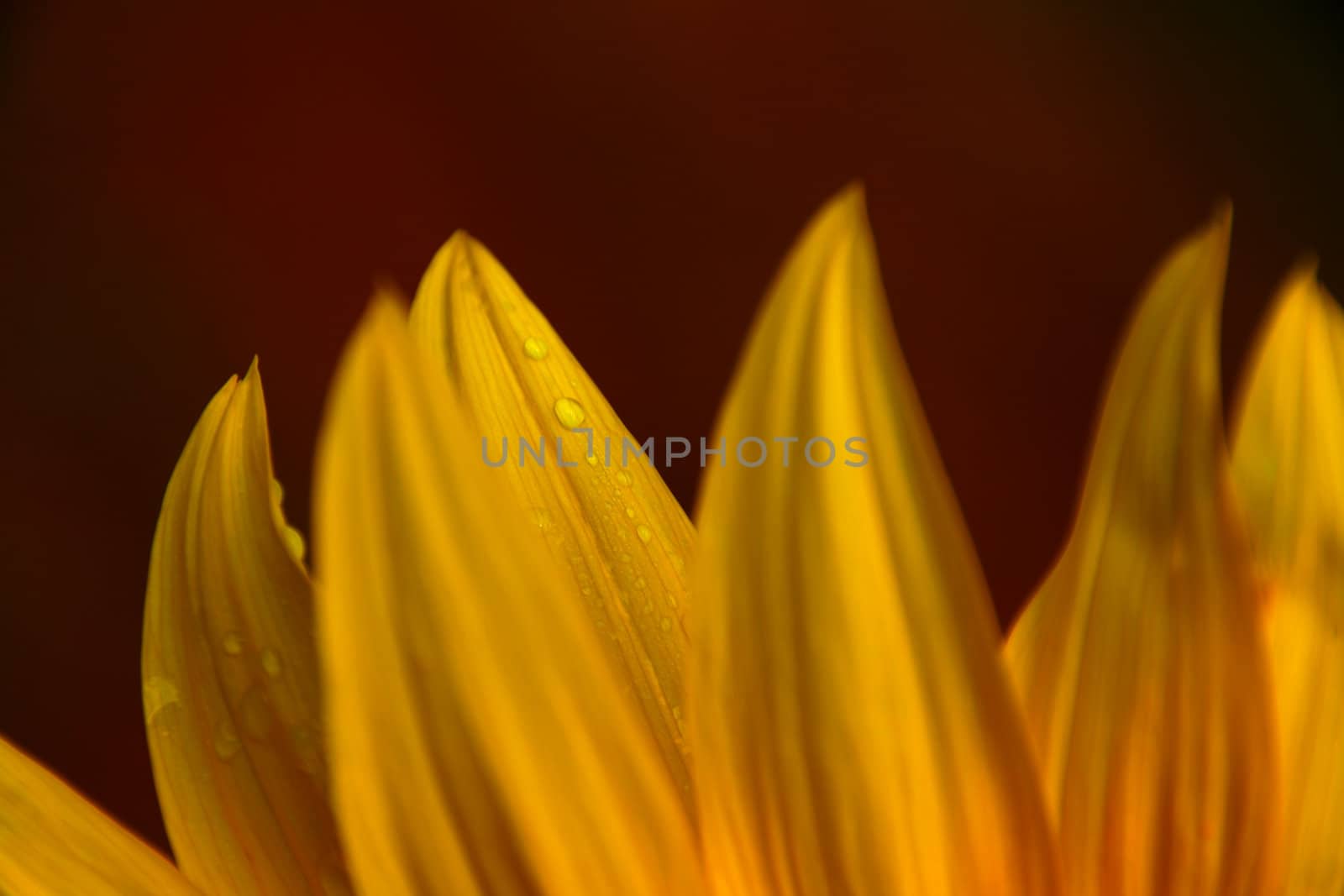 macro of sunflower petals and red background