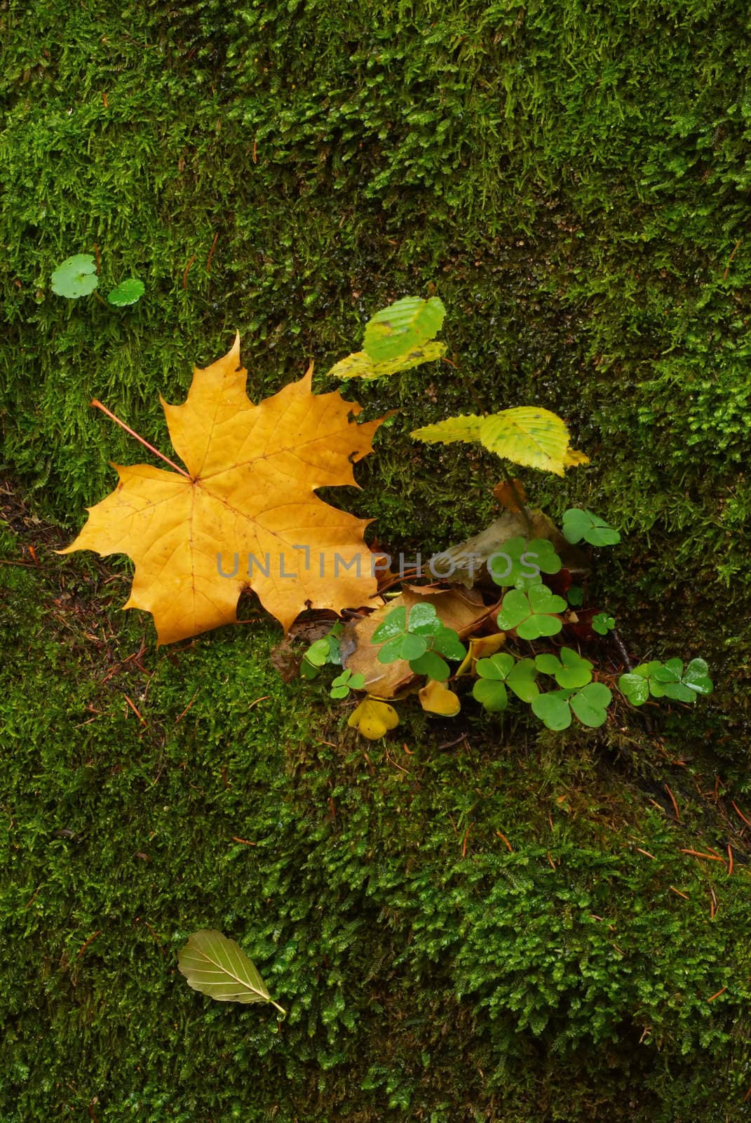 The stone covered by a moss with the fallen yellow maple leaf
