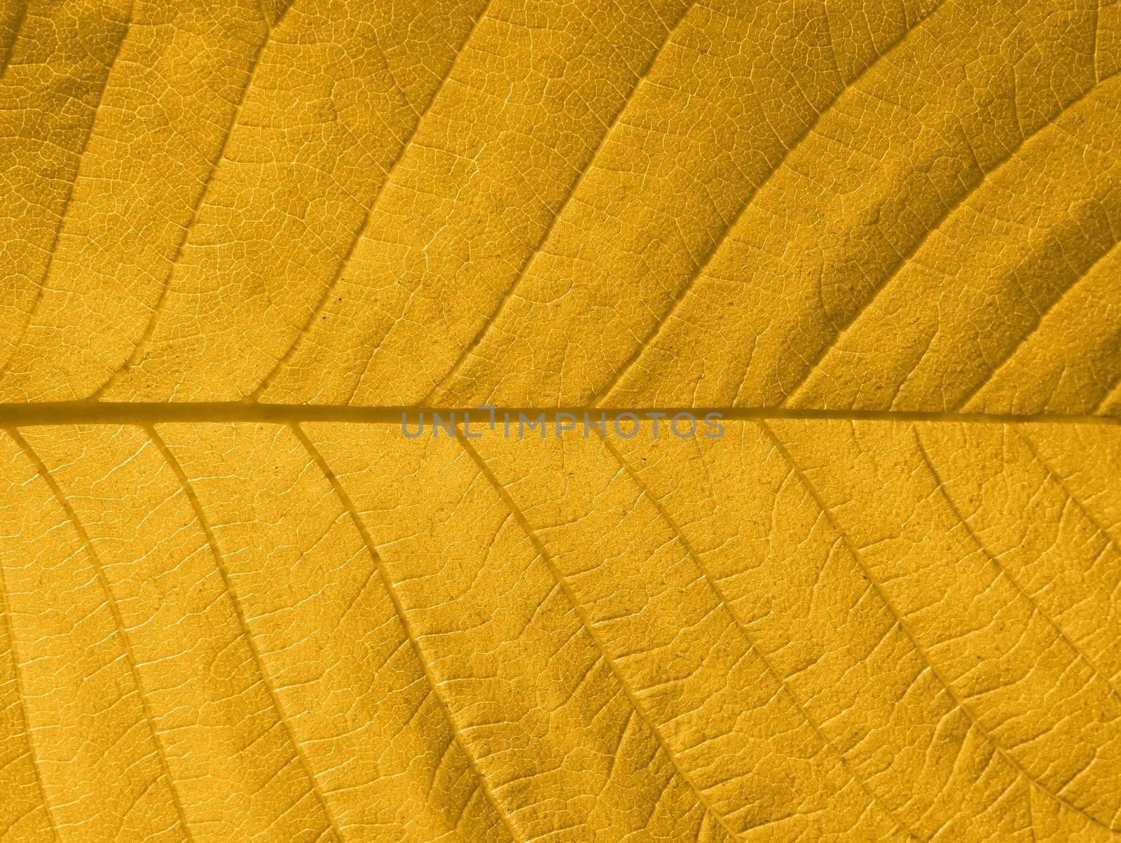 Close-up of a yellow autumn leaf in backlight