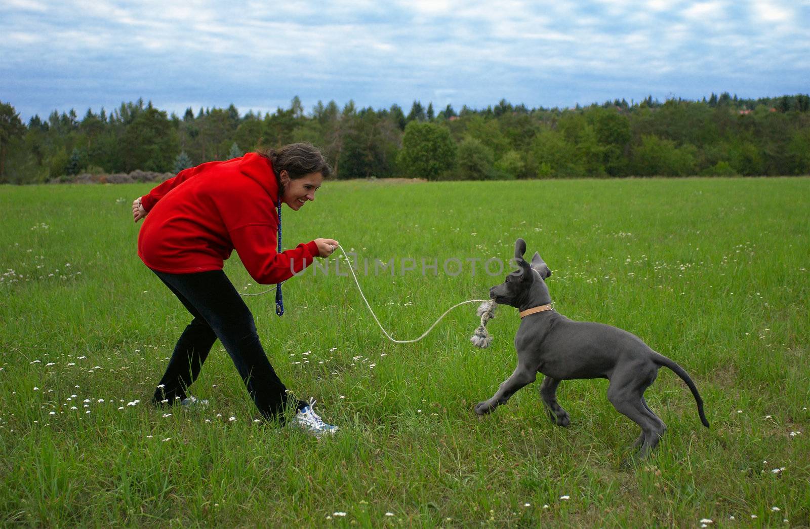 The puppy of a great dane playing with a cord