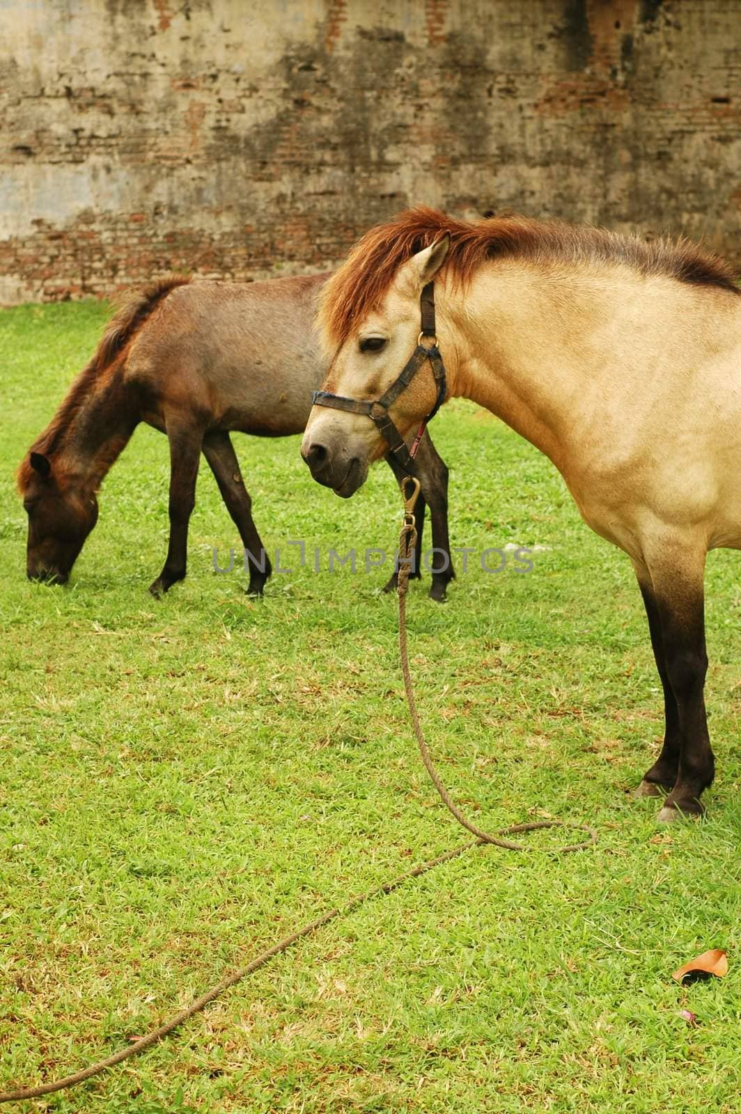 Horse tied up by the tree and eat grass.