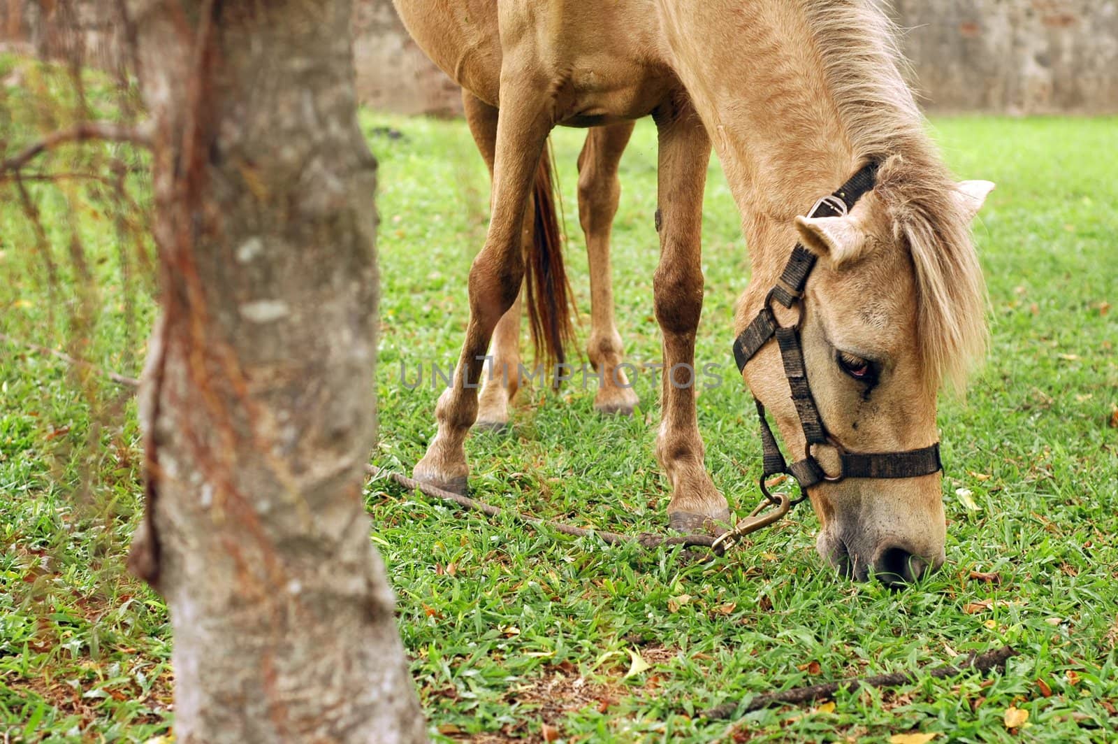 Horse tied up by the tree and eat grass.