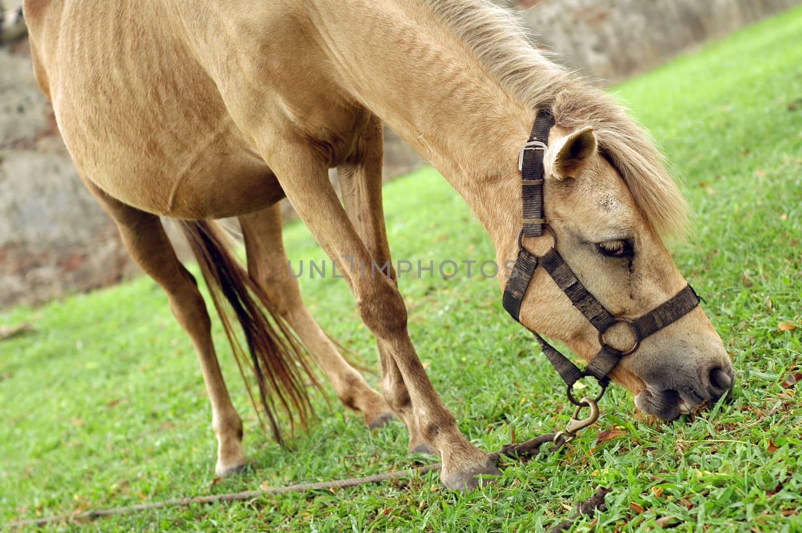Horse tied up by the tree and eat grass.