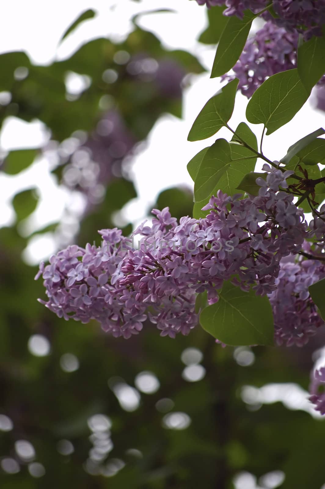 just blossomed beautiful lilac tree, in the spring