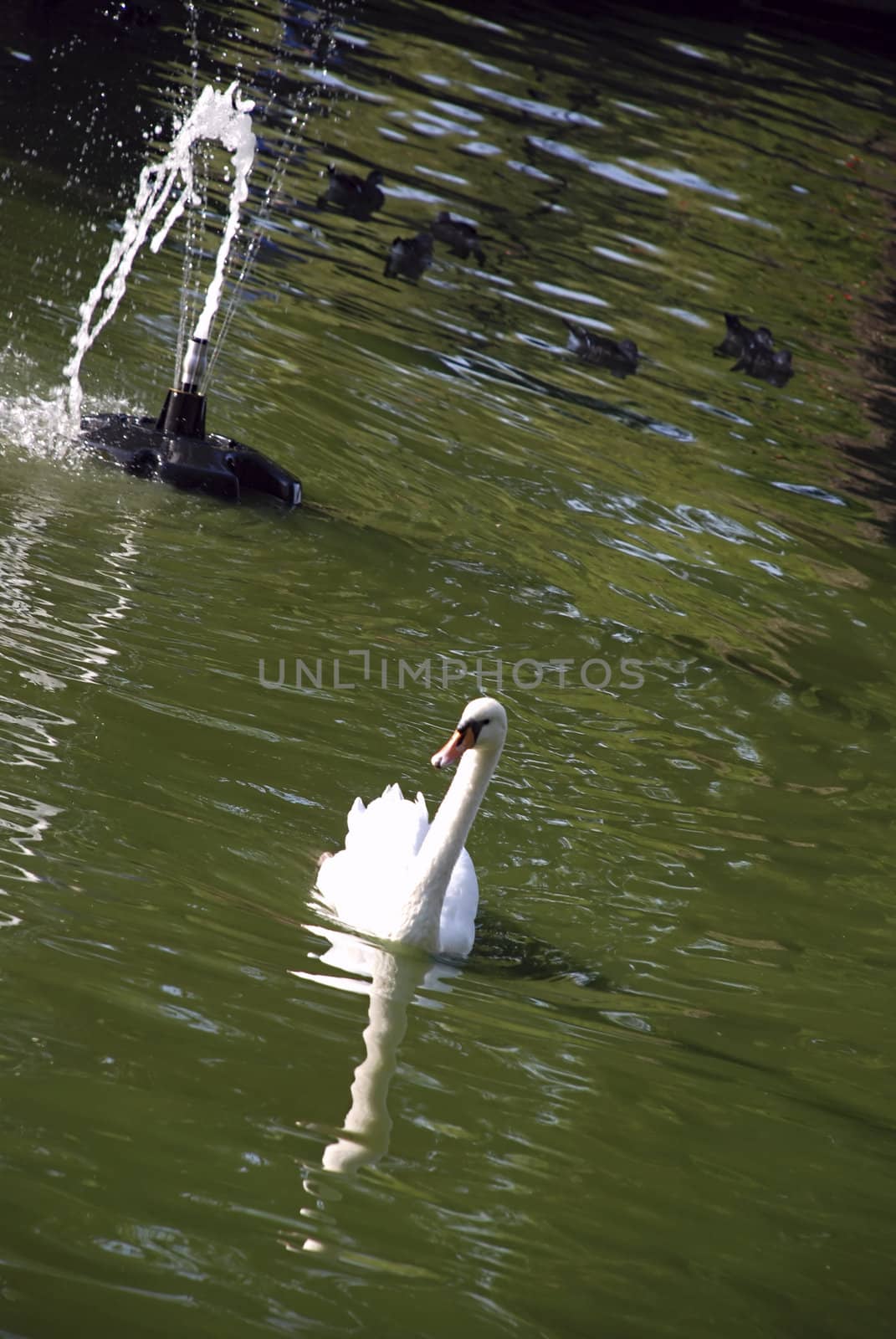 beautiful swan on a quiet lake, on a sunny summer day