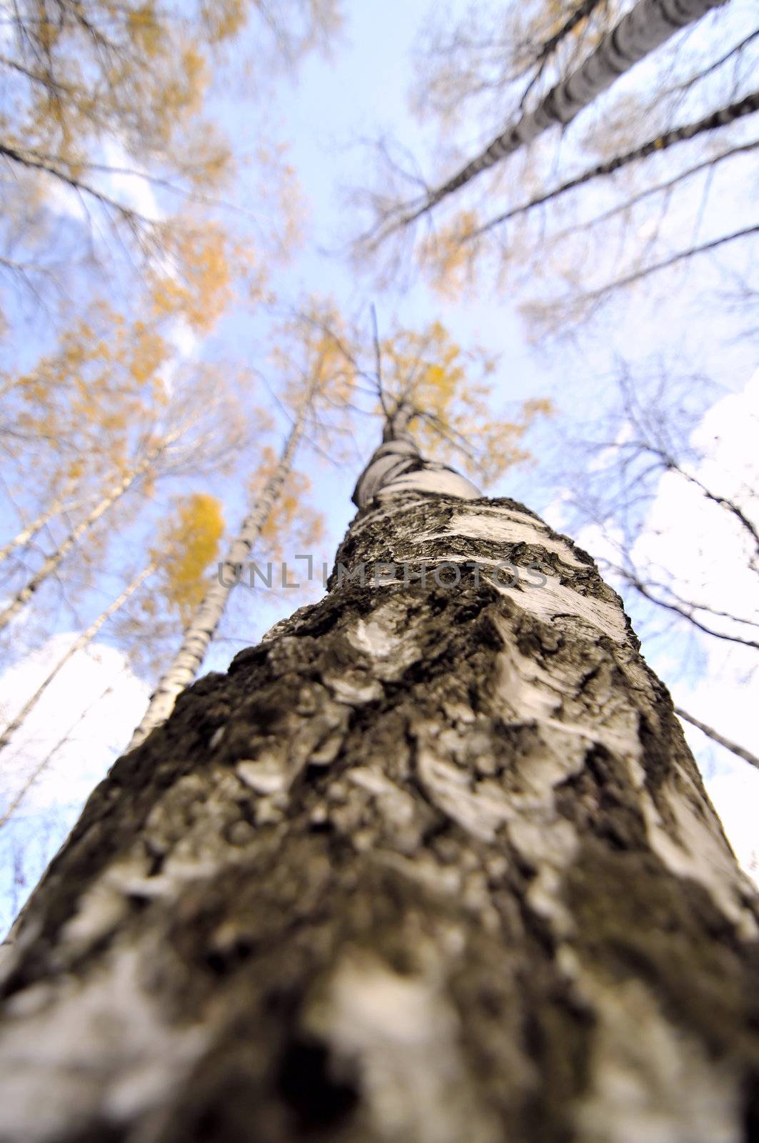 ant's eye view on a birch forest
