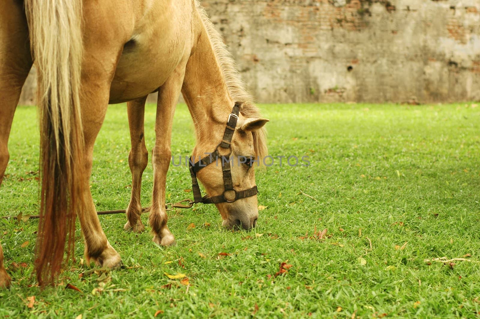 Horse tied up by the tree and eat grass.