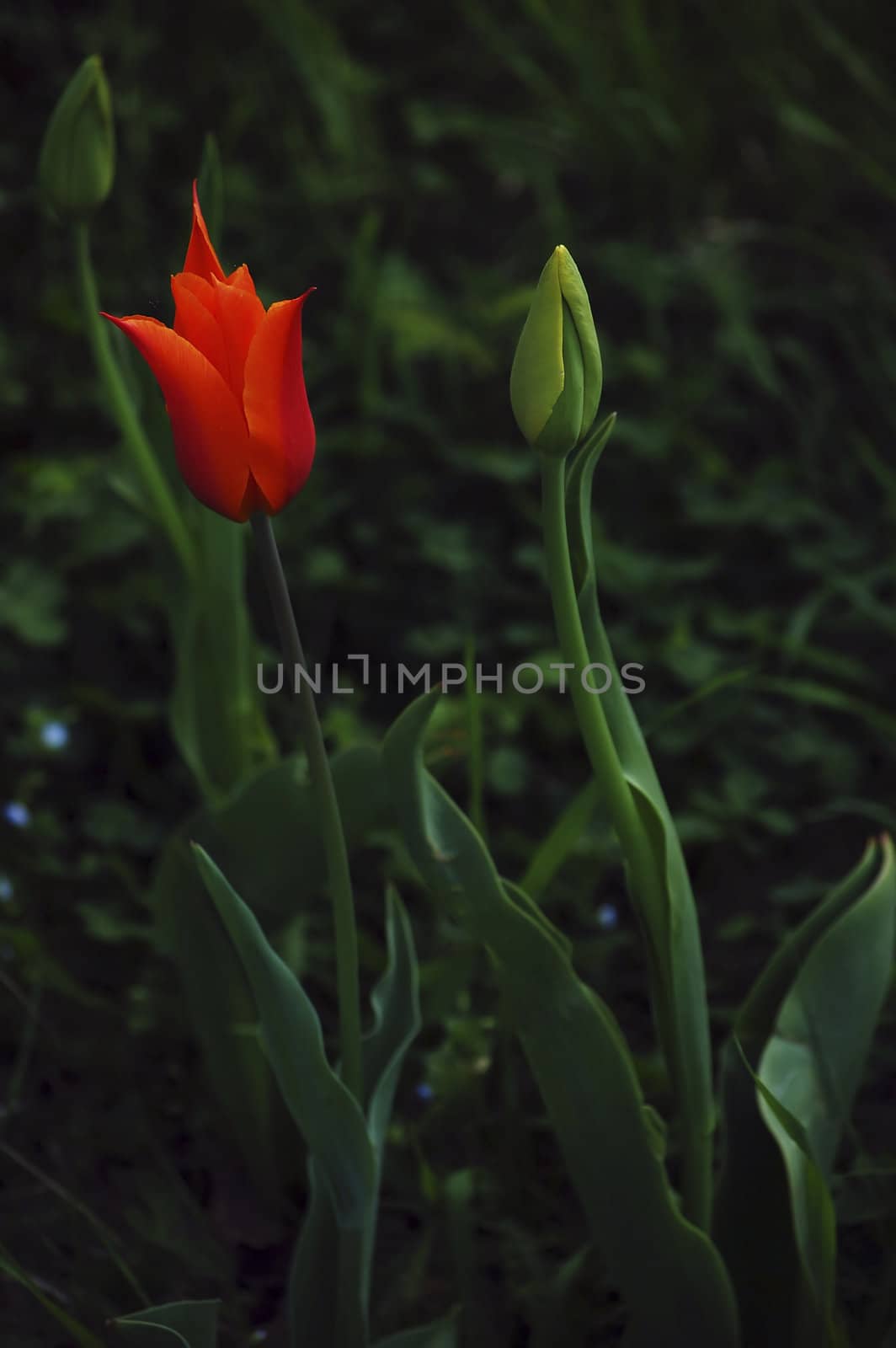 mother and baby tulip, in the spring