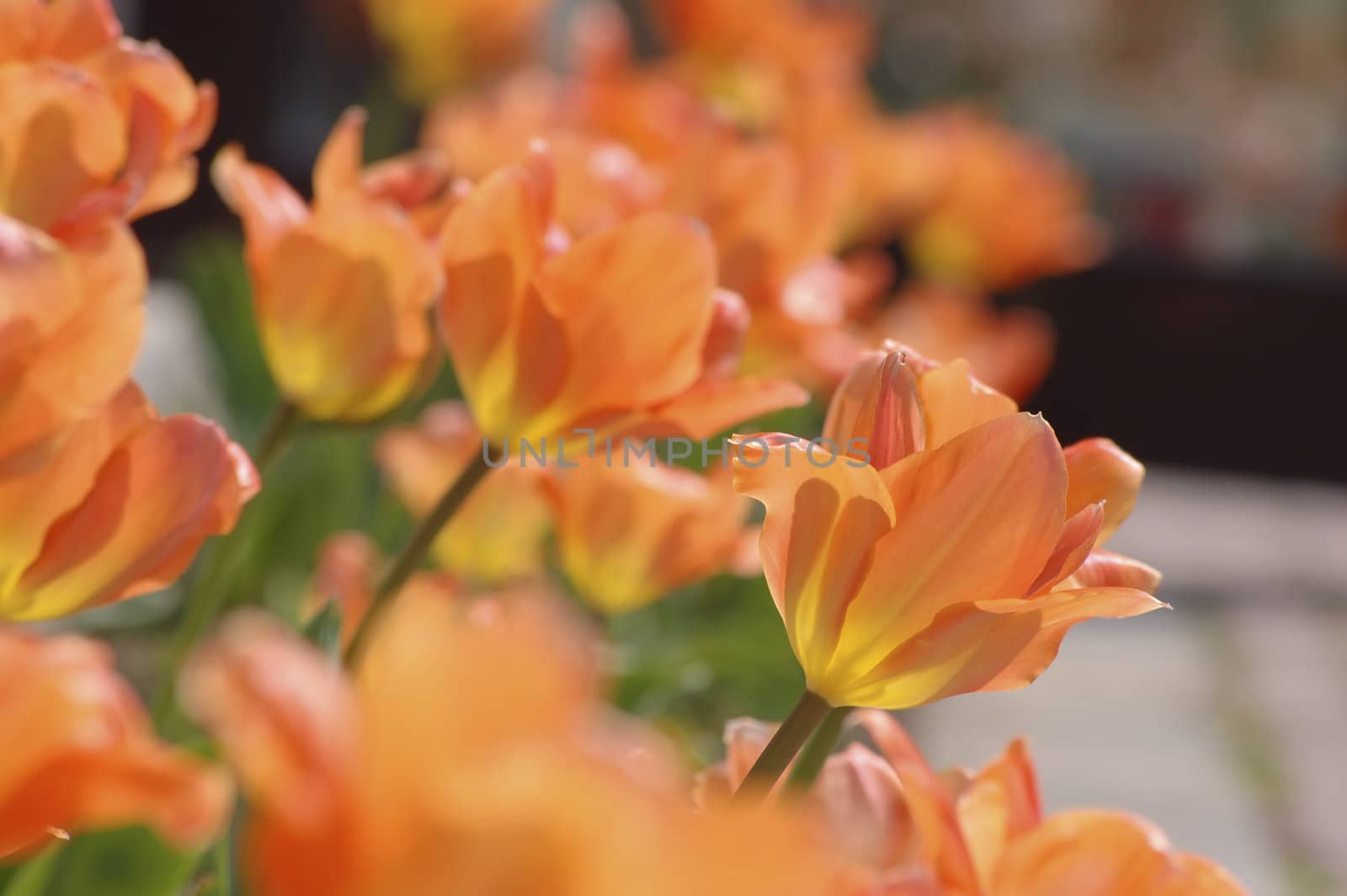 garden full of orange tulips, in the spring