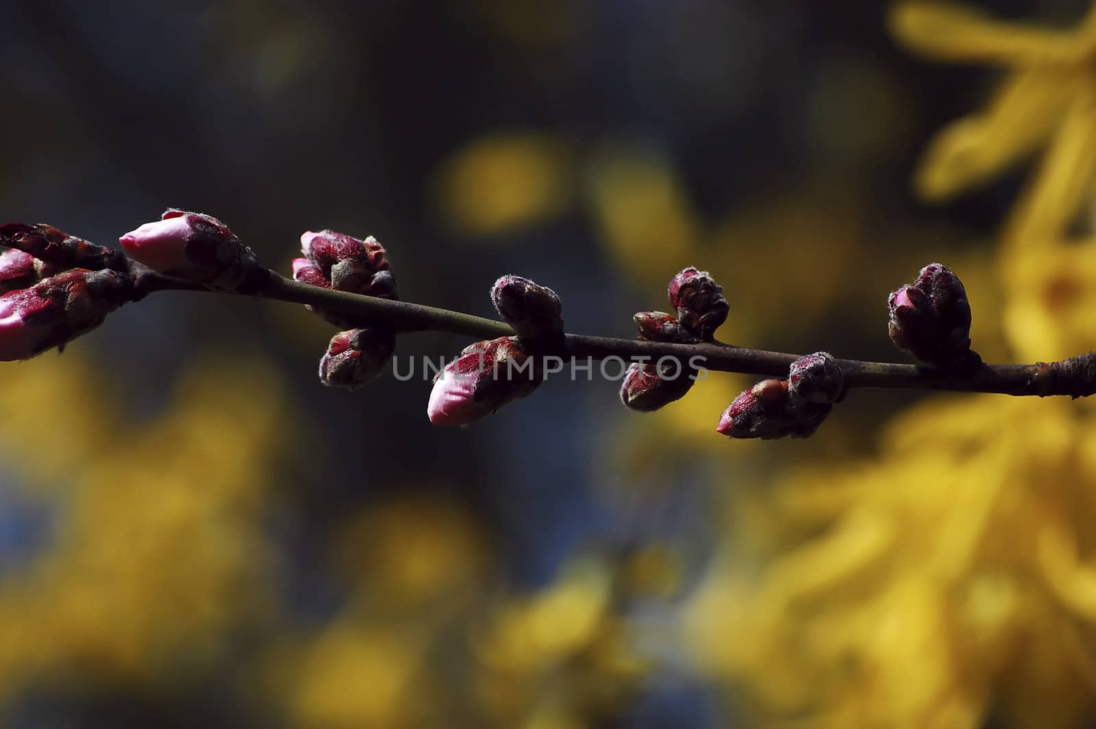 pink buds in the spring by no4aphoto