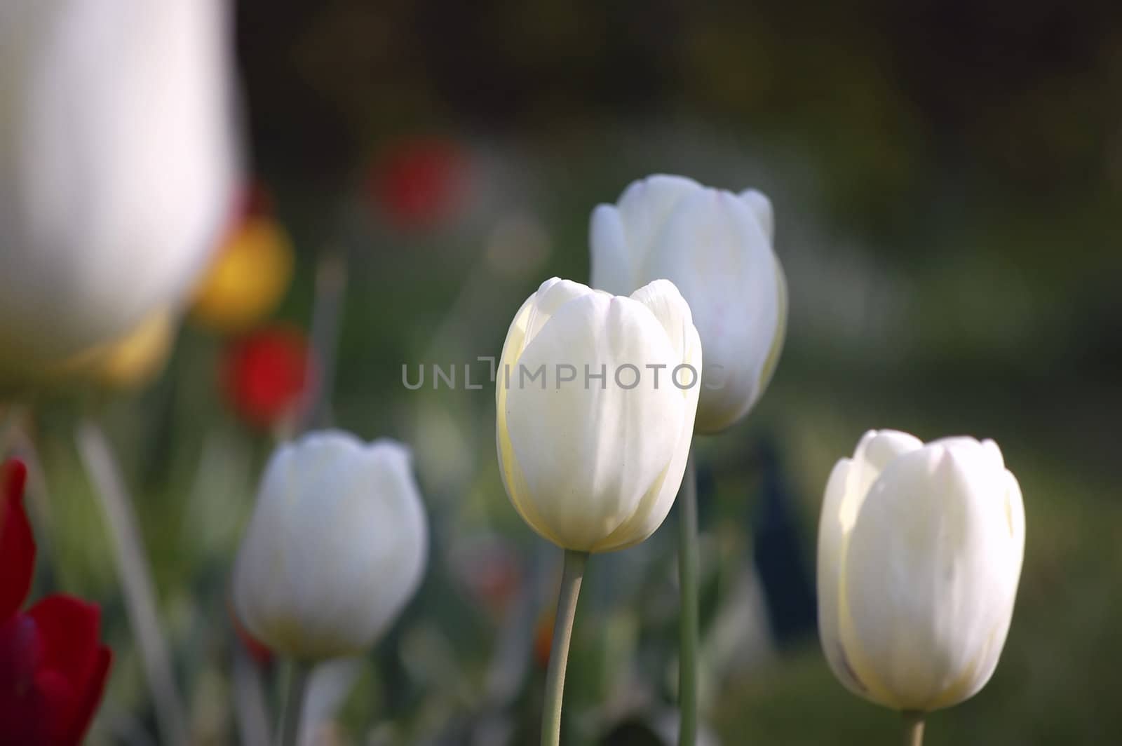 tulip garden full of colors, in the spring