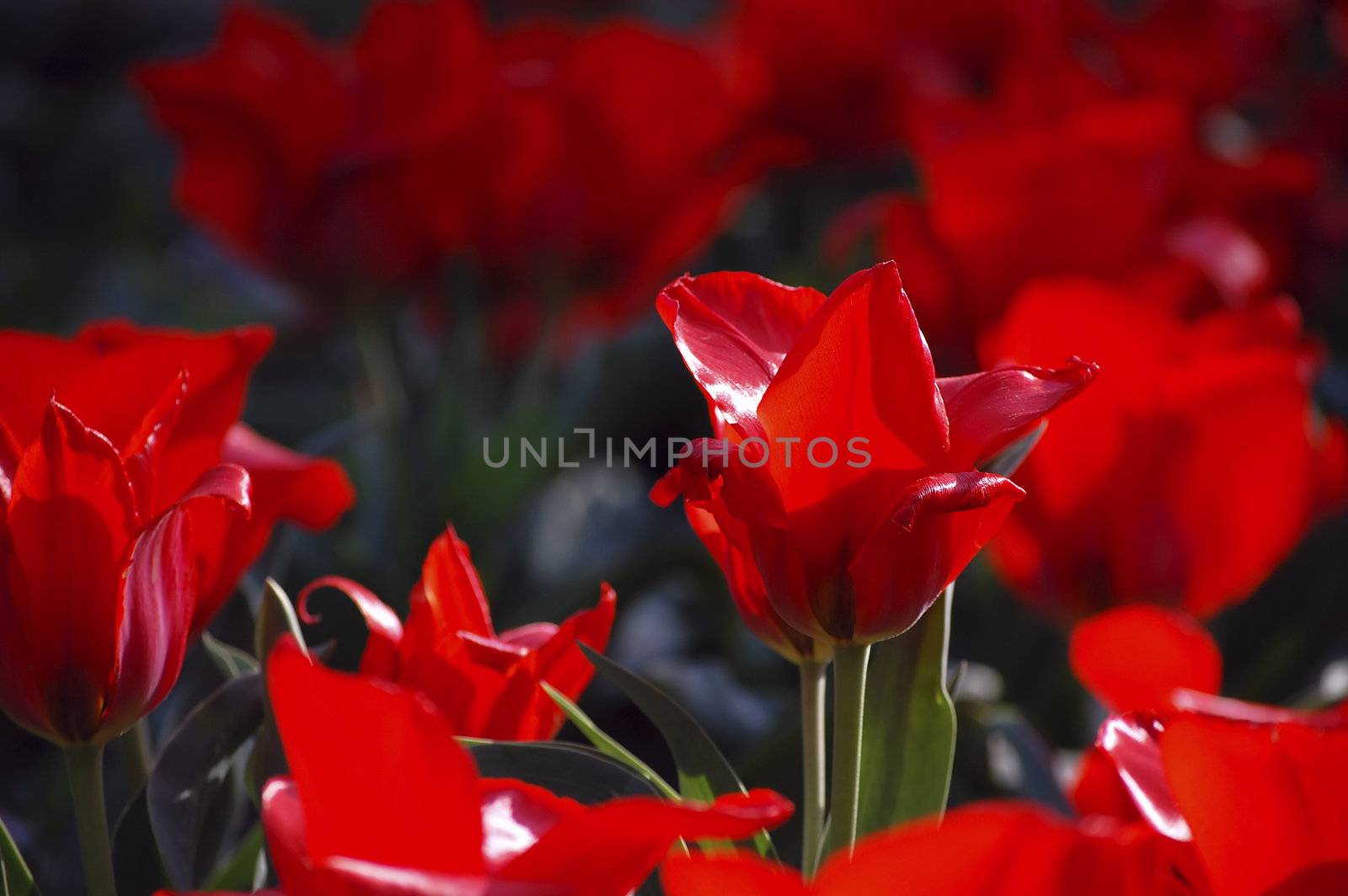 lovely vibrant red tulips, in the sun, early spring
