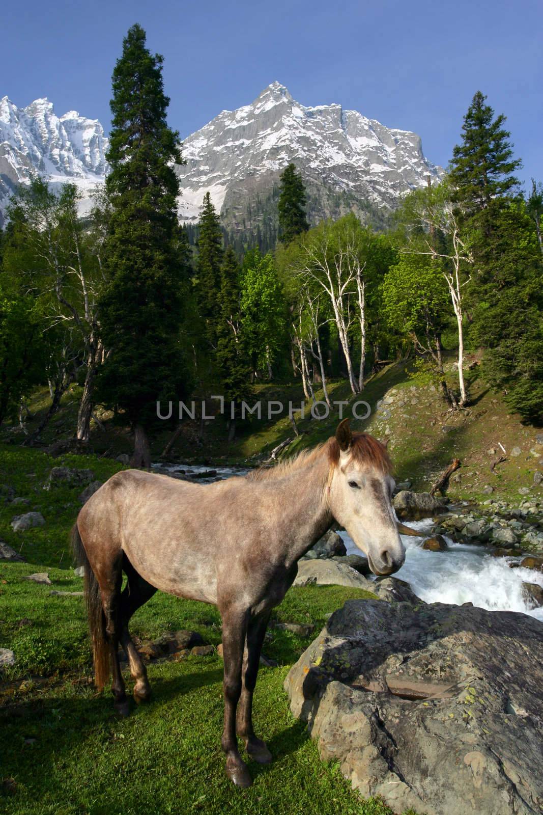 A horse near a forest and mountains in Kashmir, India.
