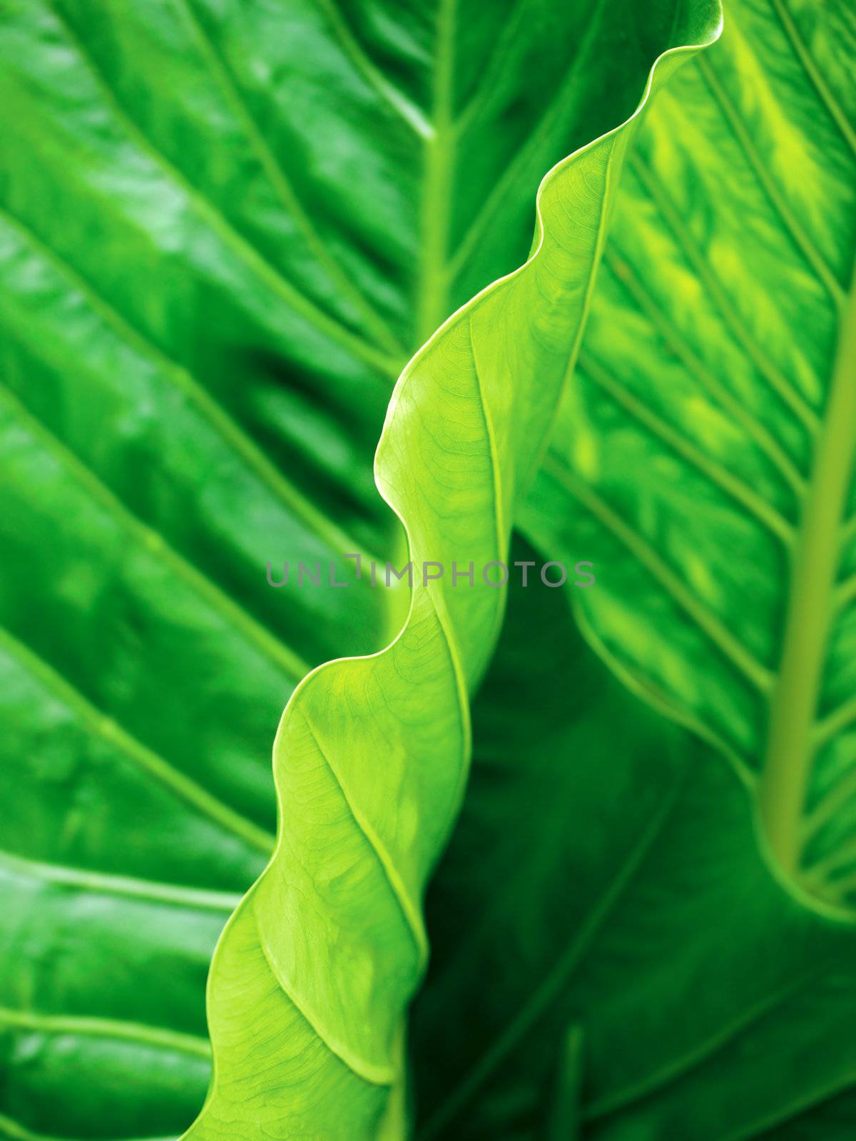 Closeup of large leaves illuminated by sunlight.
