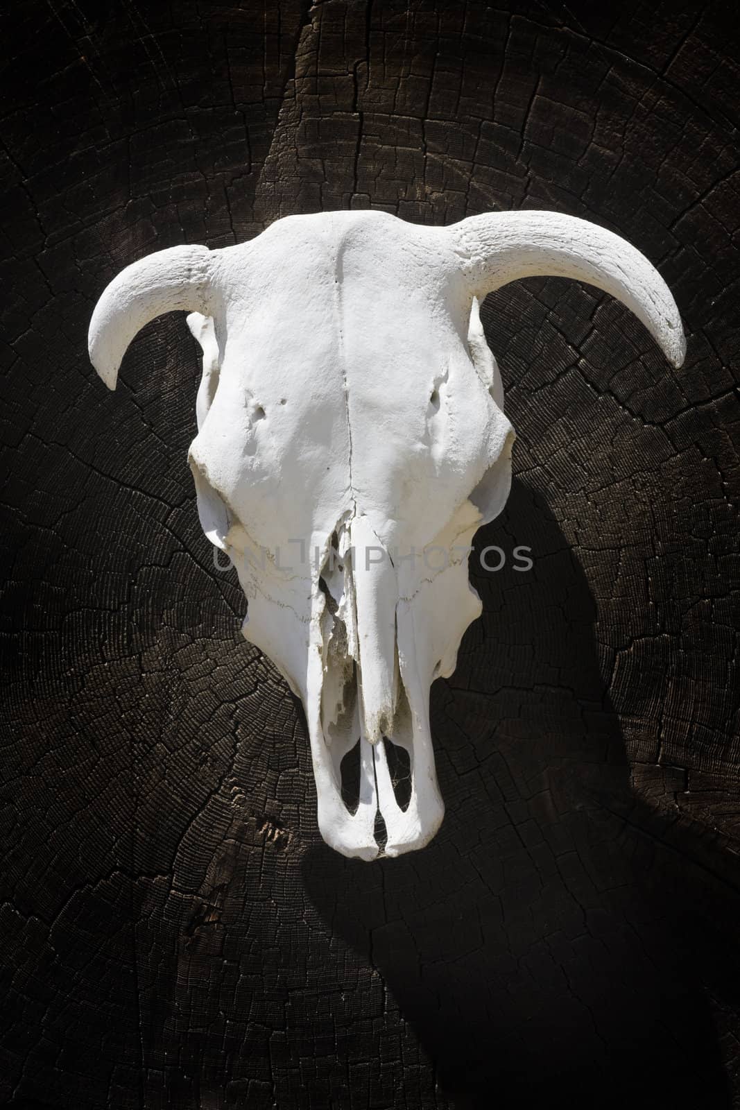 White skeleton head of a bull on a dark wood background.