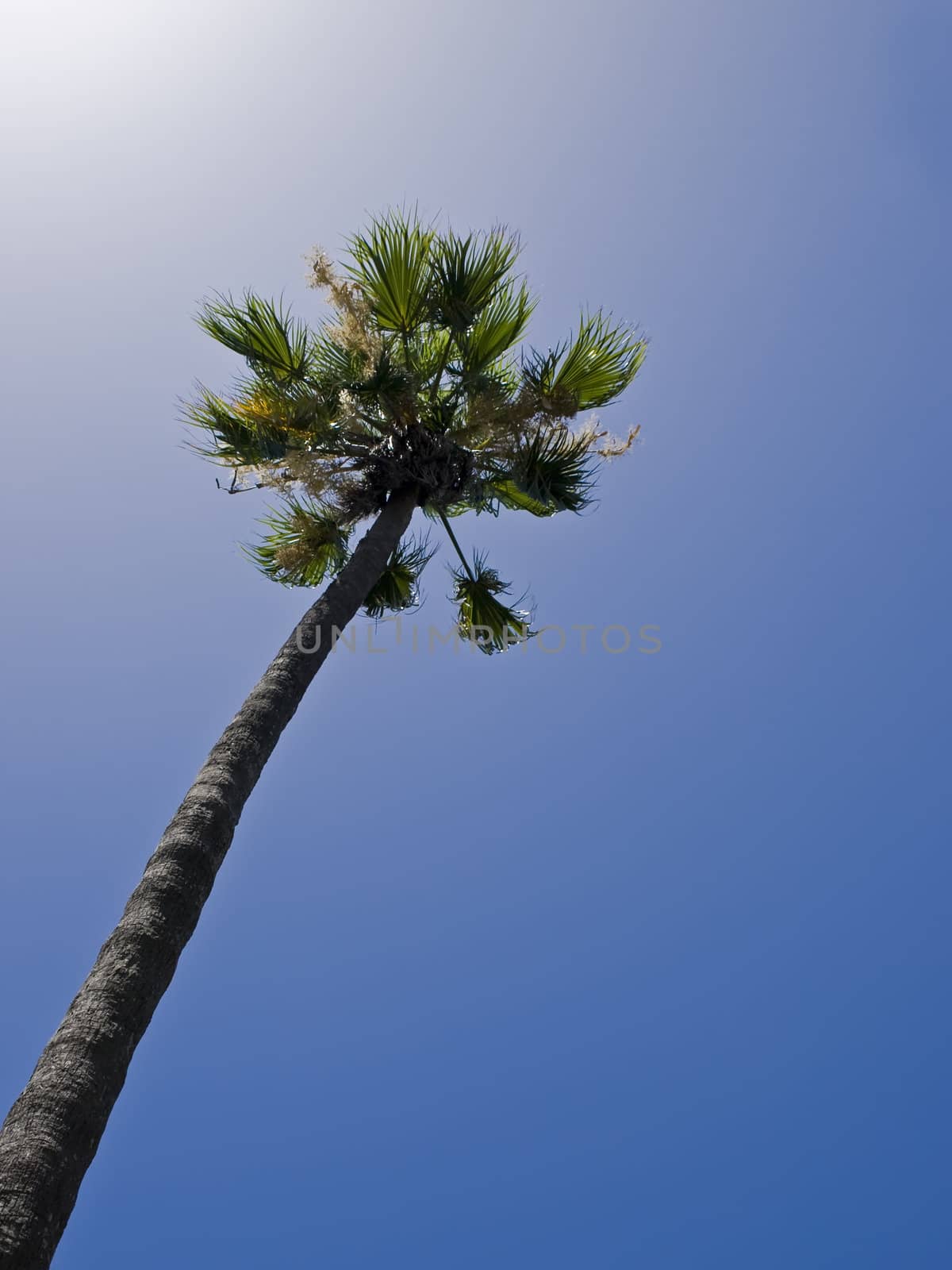 Tropical palm tree against summery blue sky