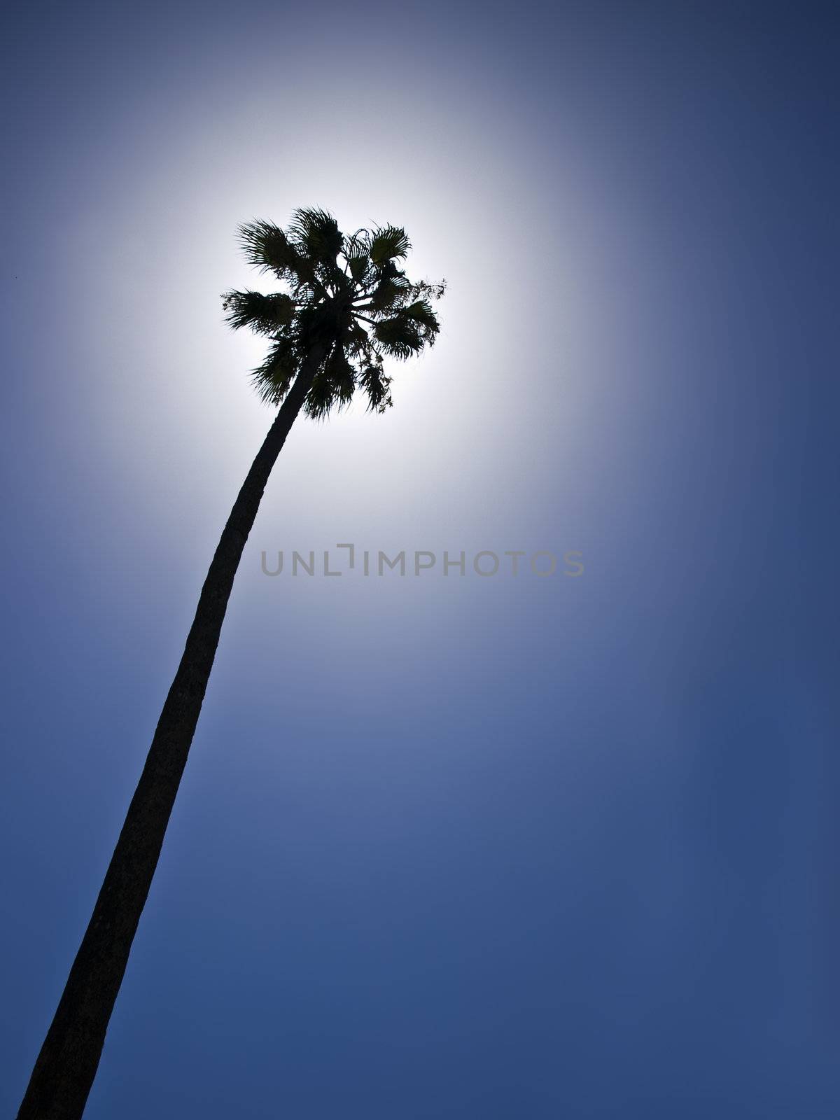 Tropical palm tree silhouetted against sun on summery blue sky