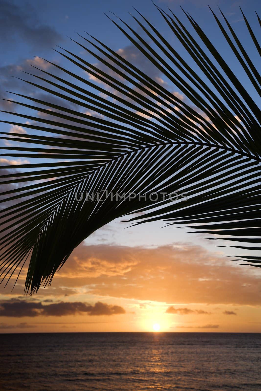 Sunset sky framed by palm fronds over the Pacific Ocean in Kihei, Maui, Hawaii, USA.