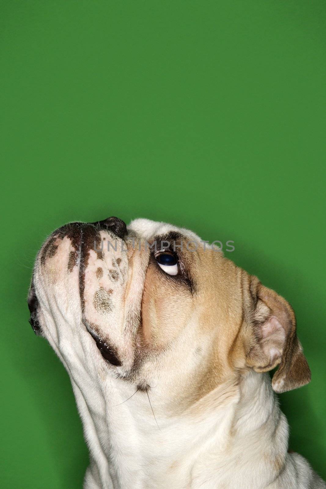 Close-up side view of English Bulldog on green background.