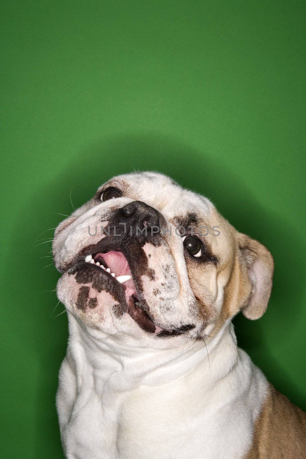 Close-up of English Bulldog on green background.