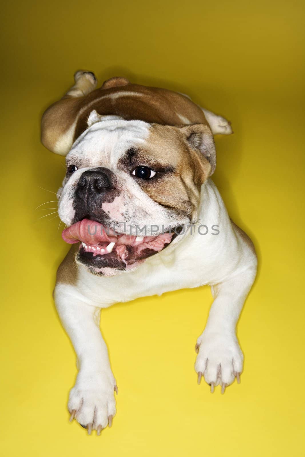 English Bulldog lying on yellow background relaxing.