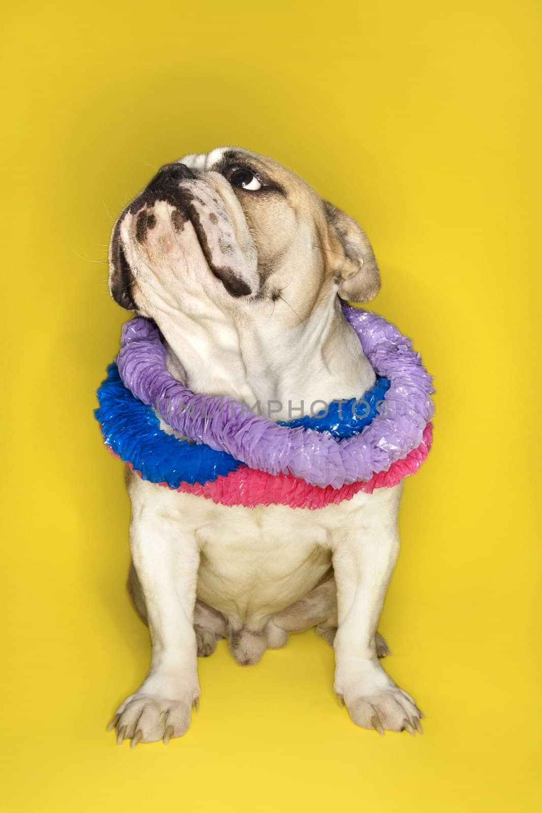 English Bulldog wearing lei sitting on yellow background.