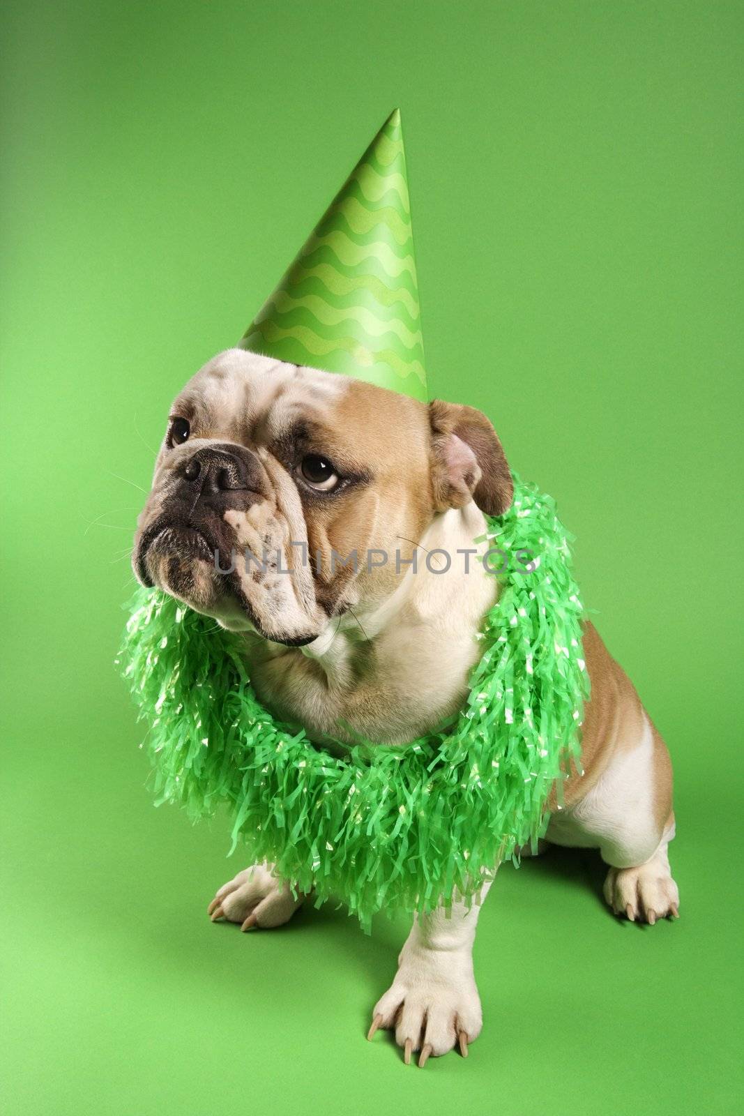 English Bulldog with serious expression wearing lei and party hat and sitting on green background.