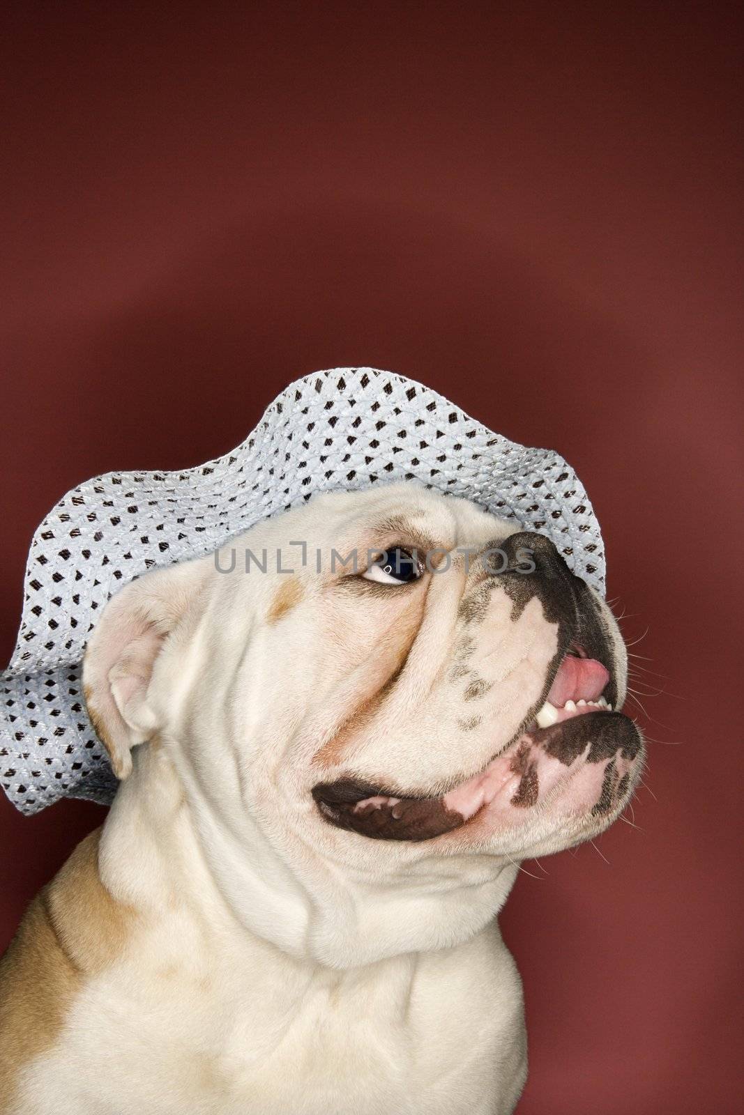 Close-up of happy English Bulldog looking upward and wearing a bonnet.