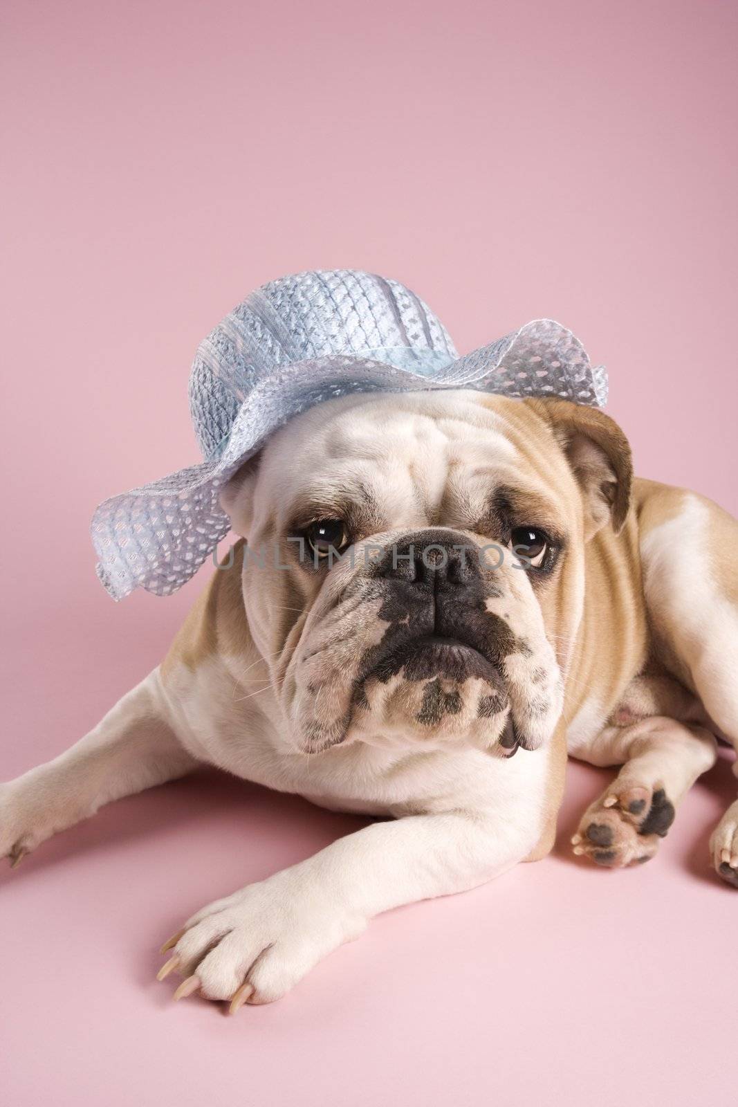 Unenthusiastic English Bulldog on pink background looking at viewer and wearing a bonnet.