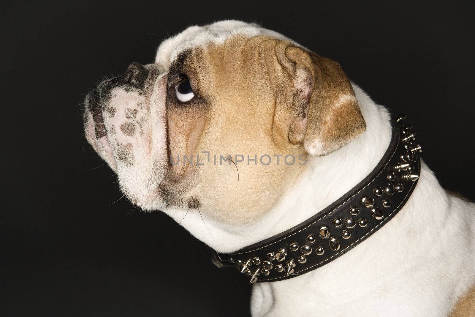 Profile of English Bulldog wearing spiked collar.
