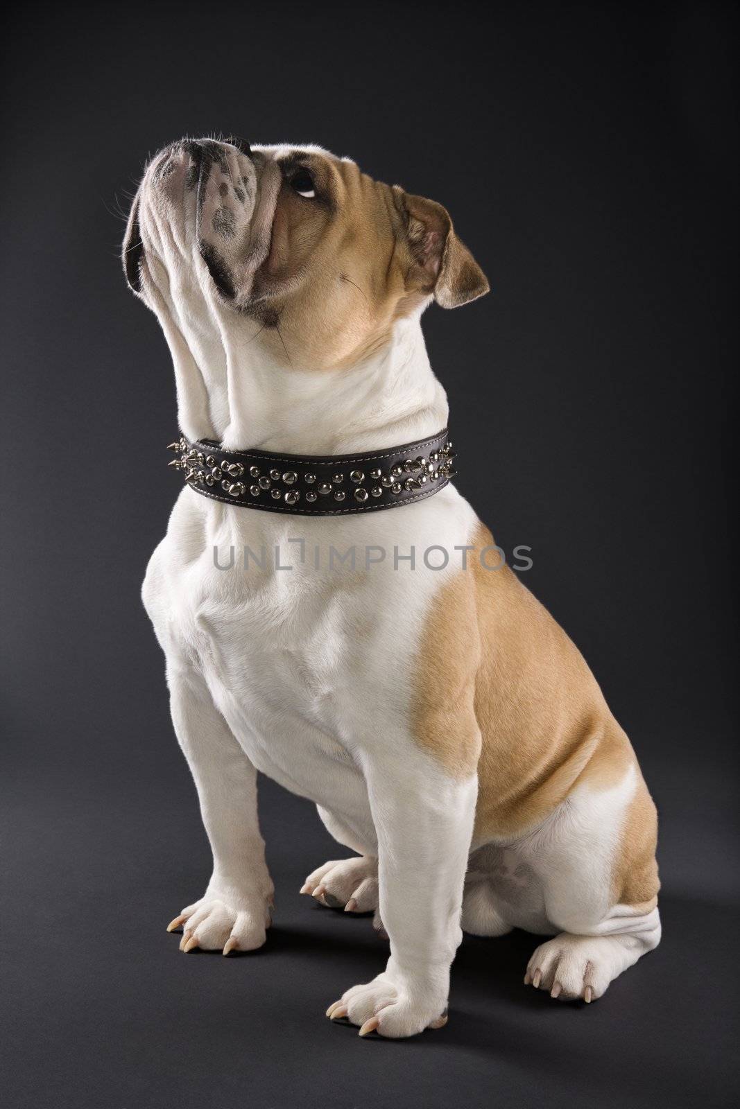 Sitting English Bulldog wearing spiked collar and looking upward.