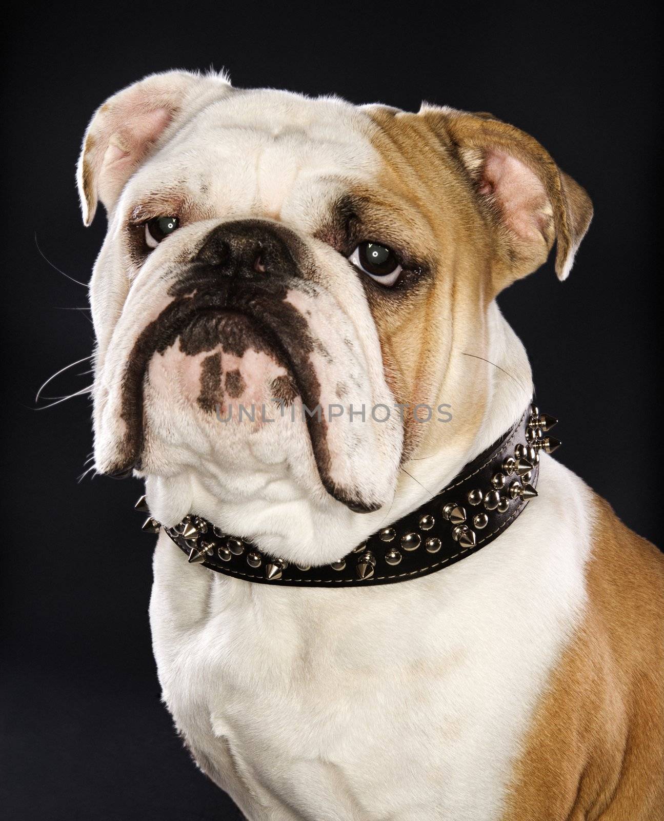 Serious English Bulldog wearing spiked collar.