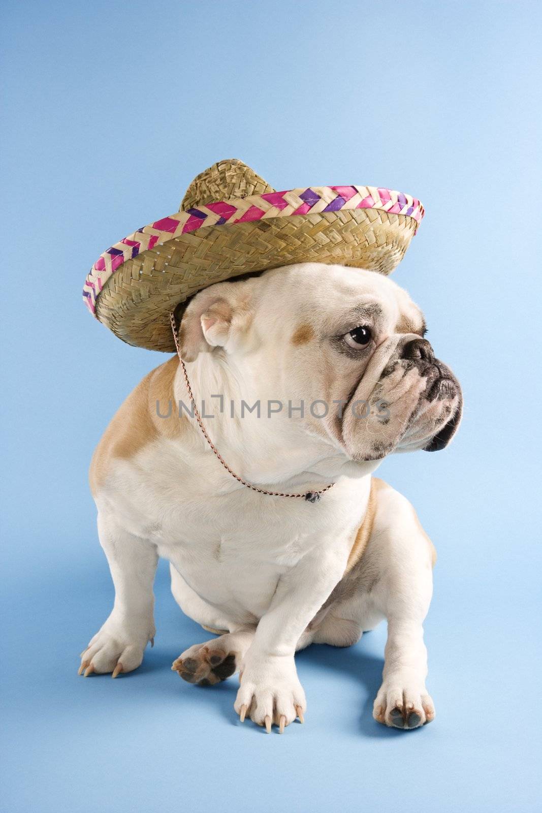 English Bulldog wearing sombrero on blue background looking off to the side.