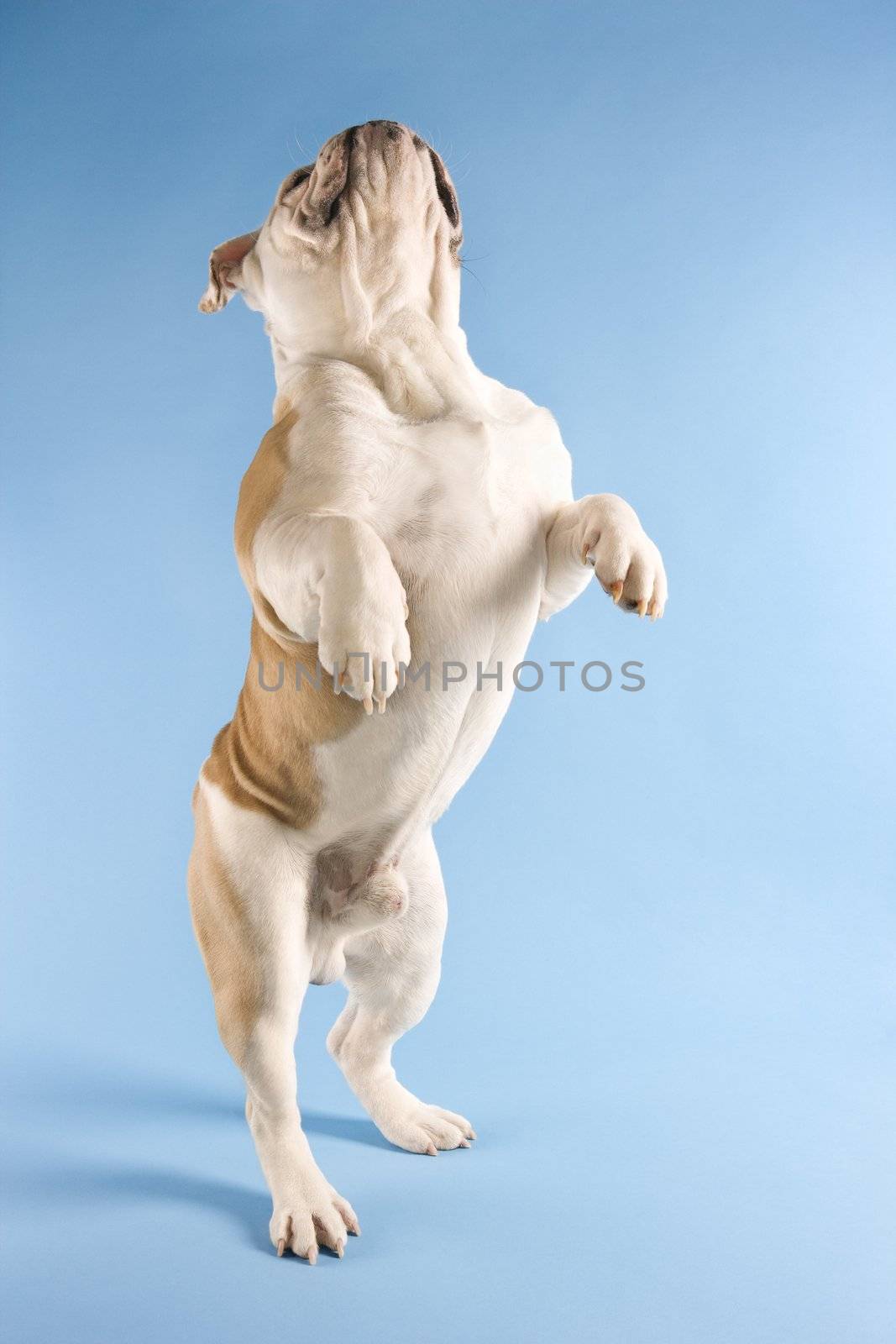 English Bulldog standing on hind legs on blue background.