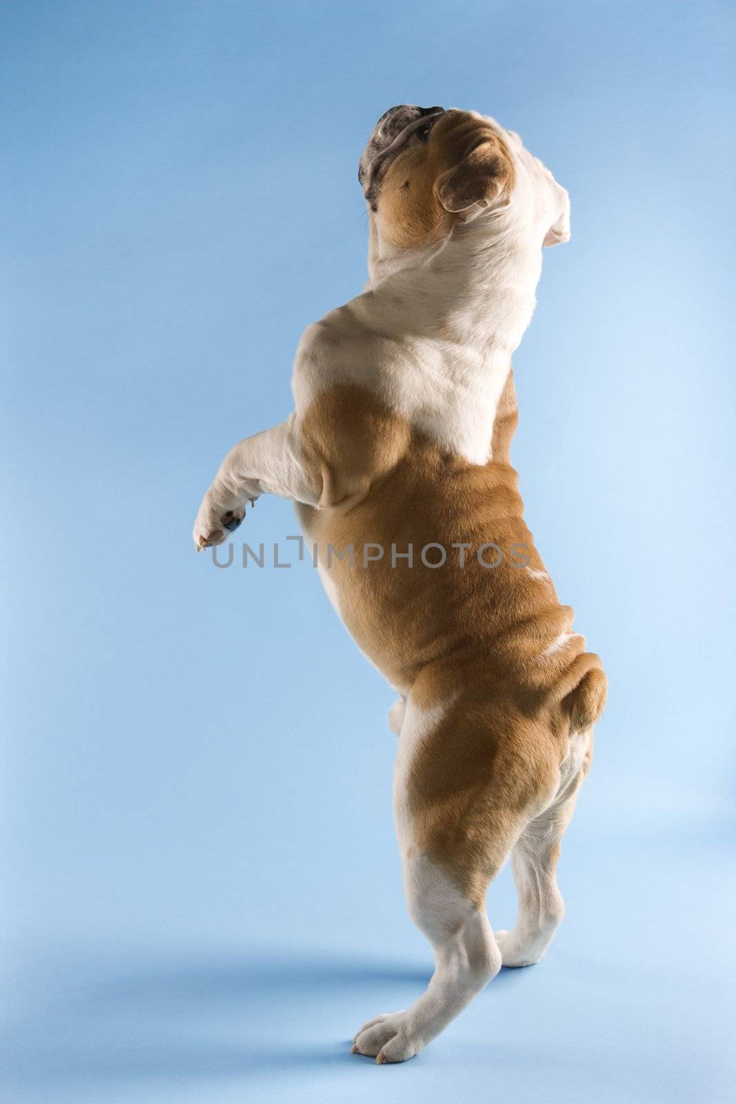 Back view of English Bulldog standing on hind legs on blue background.