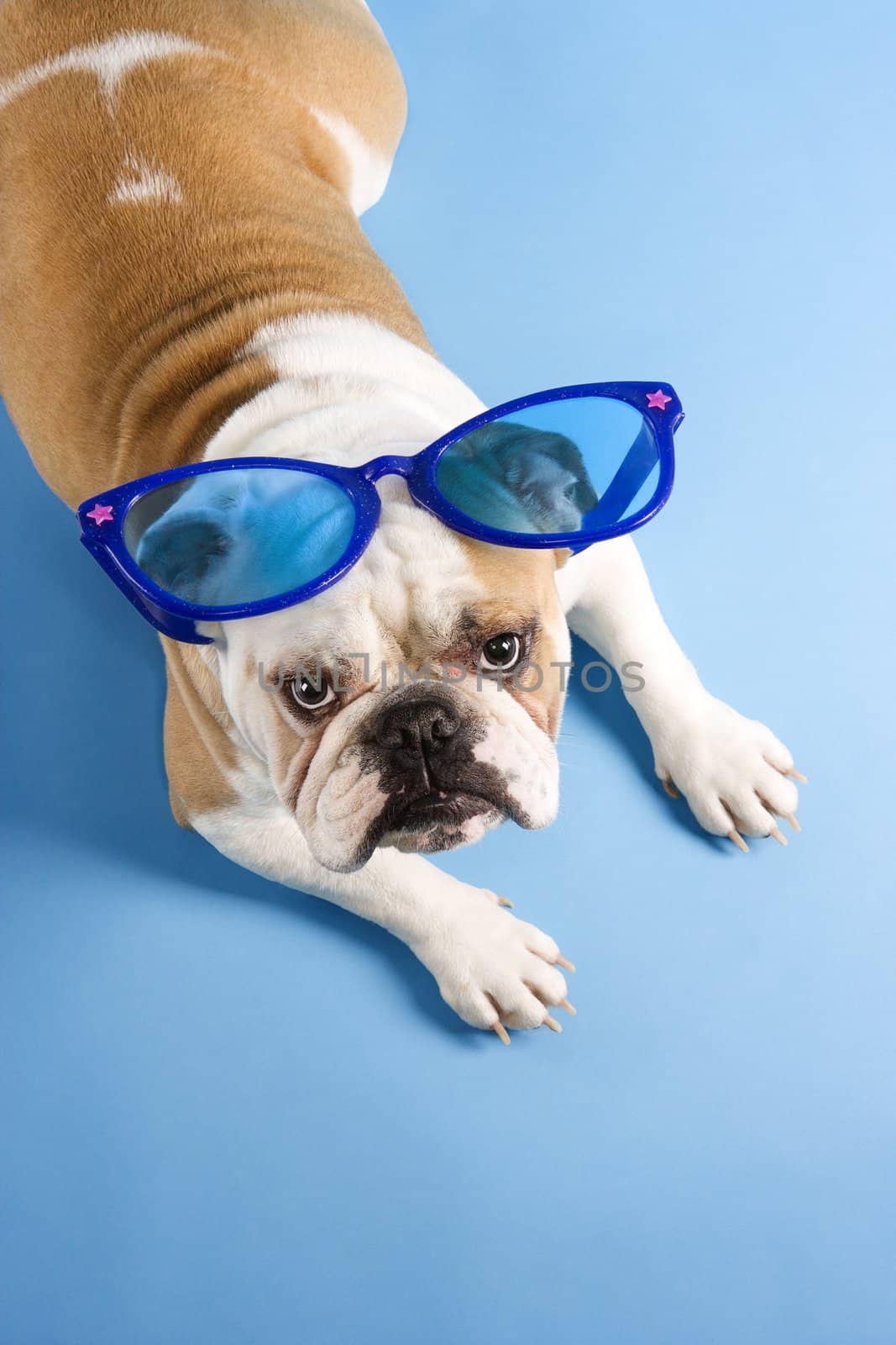 High angle of English Bulldog laying on blue background wearing oversized blue sunglasses and looking at viewer.