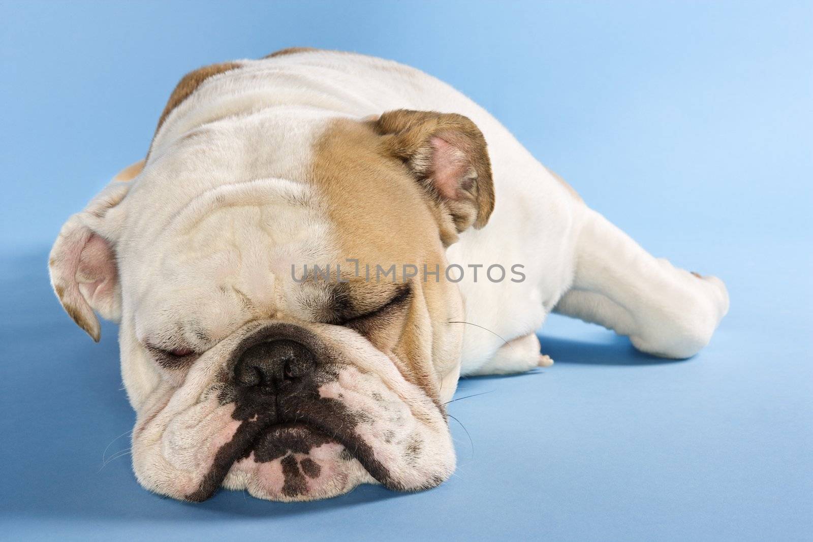 English Bulldog sleeping. by iofoto