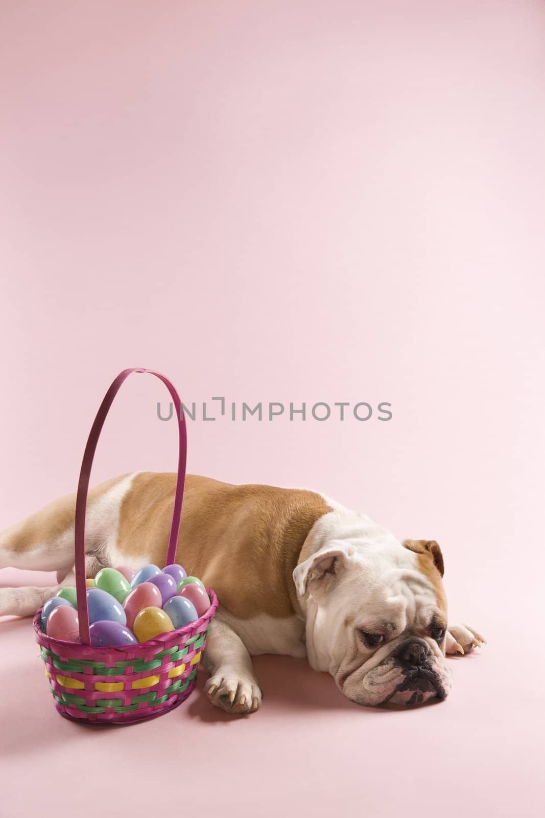 Sleeping English Bulldog next to Easter basket on pink background.