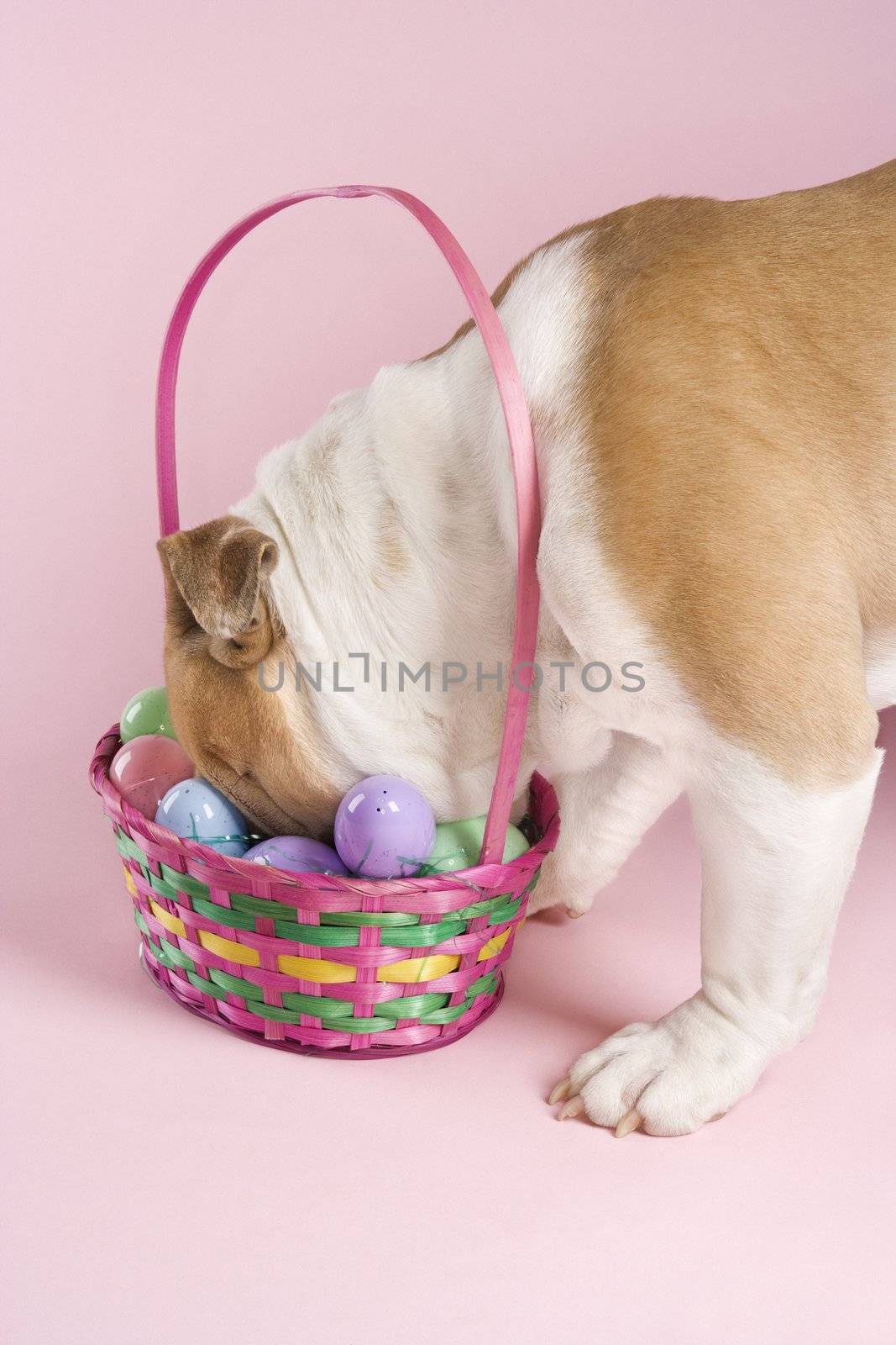 English Bulldog with face buried in Easter basket on pink background.