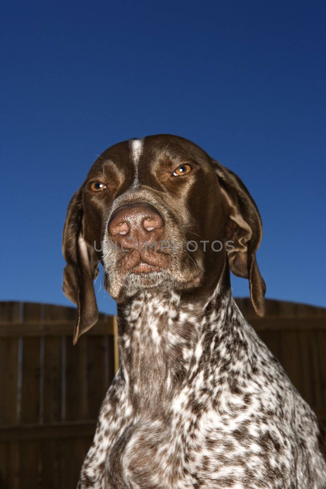 German Shorthaired Pointer with squinty eyes against blue sky.