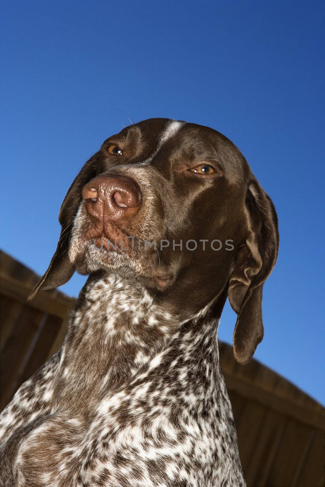 Portrait of German Shorthaired Pointer squinting outdoors.