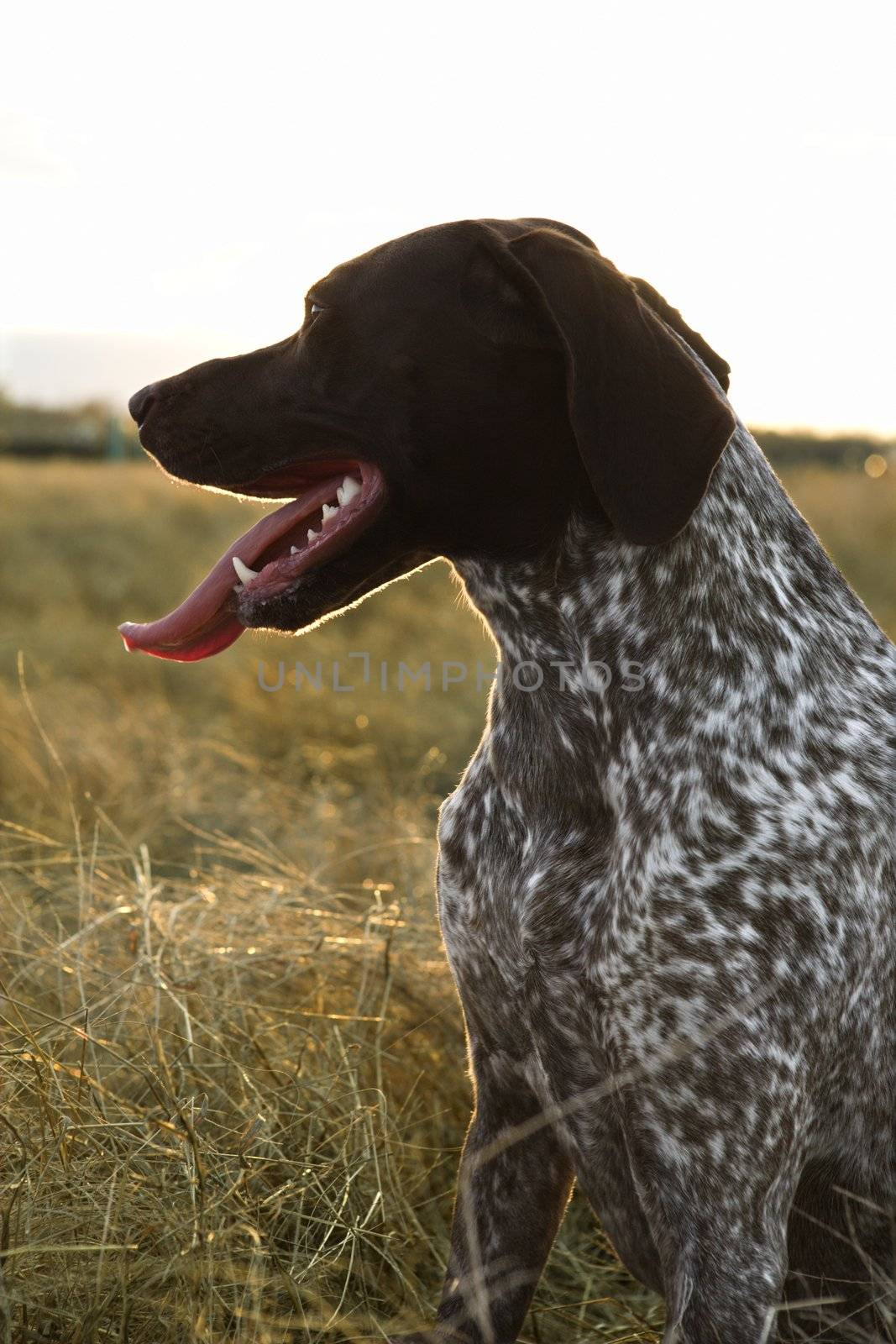 German Shorthaired Pointer with panting tongue in field.