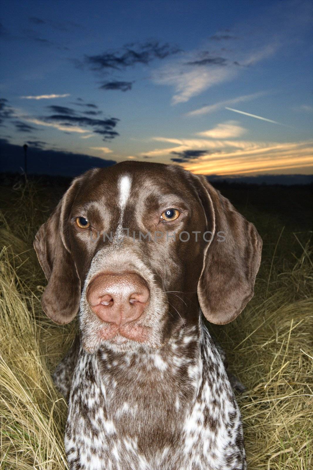 German Shorthaired Pointer in field of grass at sunset.