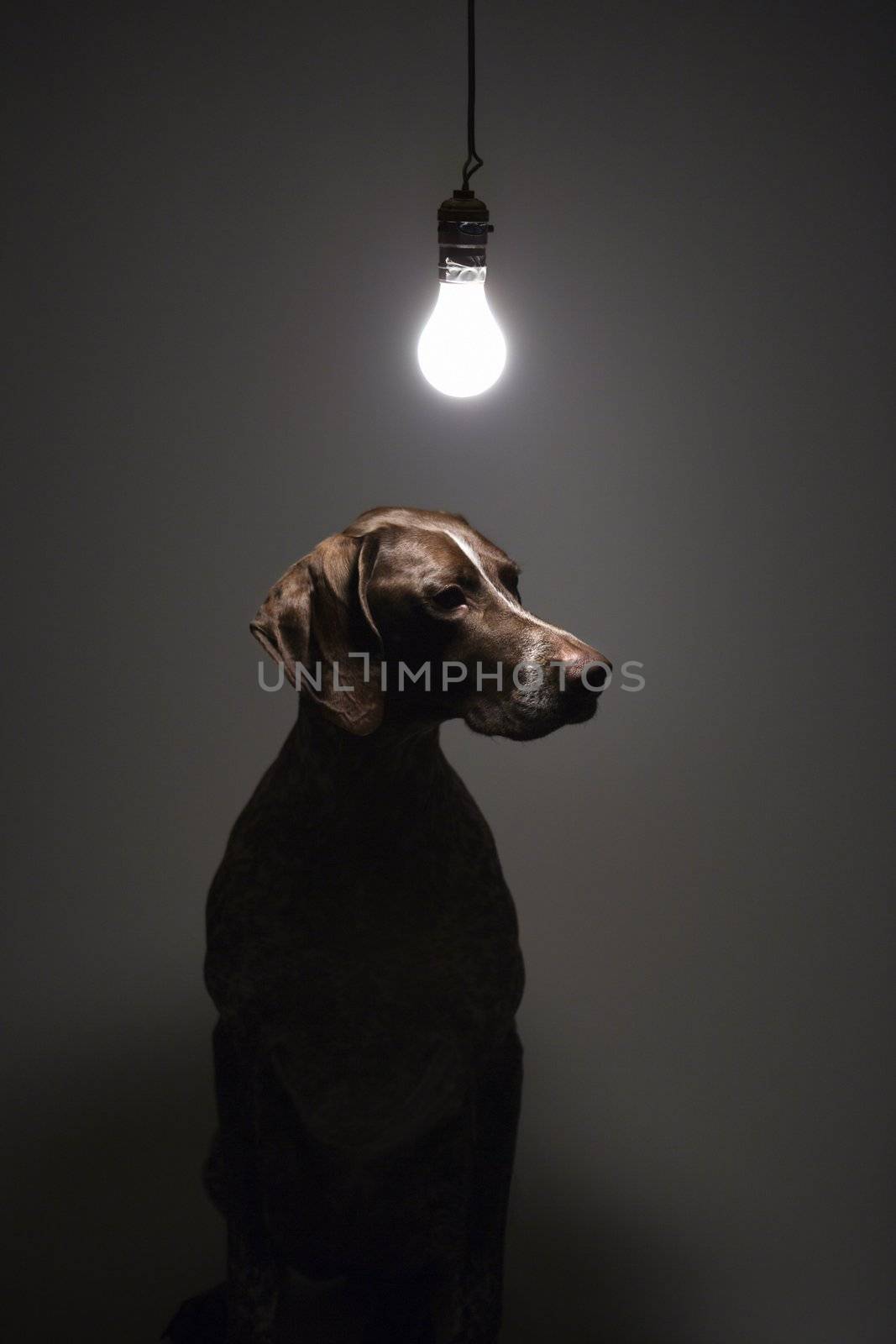 German Shorthaired Pointer with lit lightbulb hanging above.