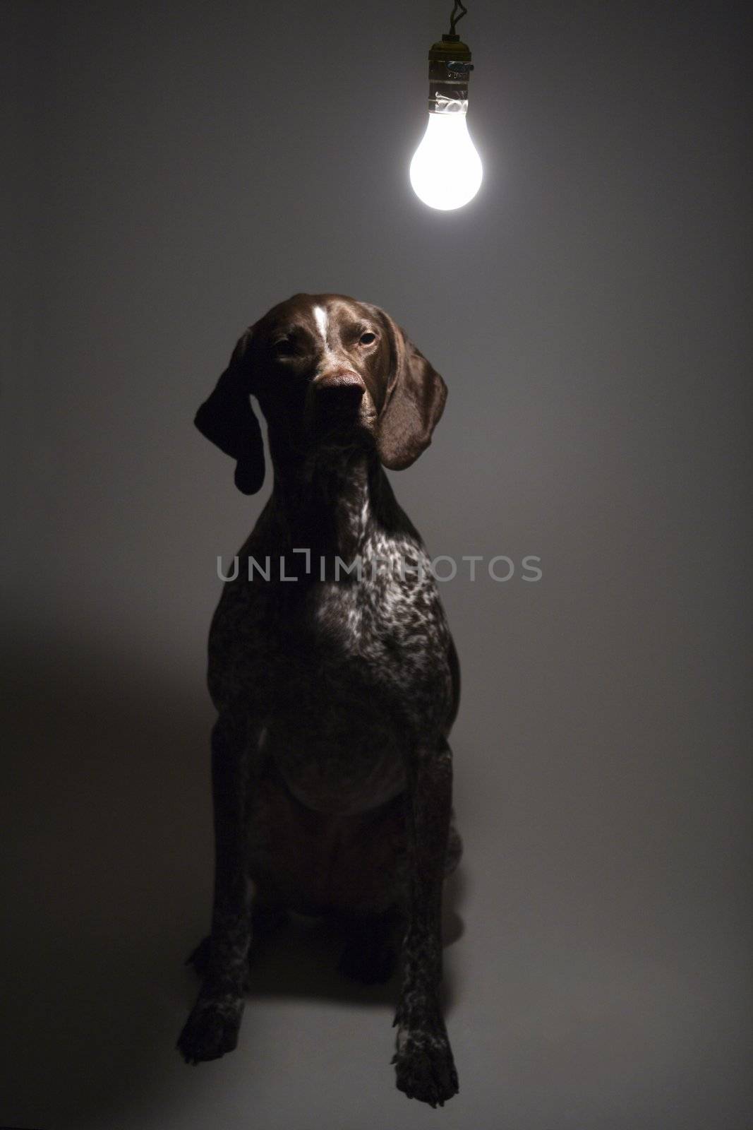 German Shorthaired Pointer with lit lightbulb hanging above.