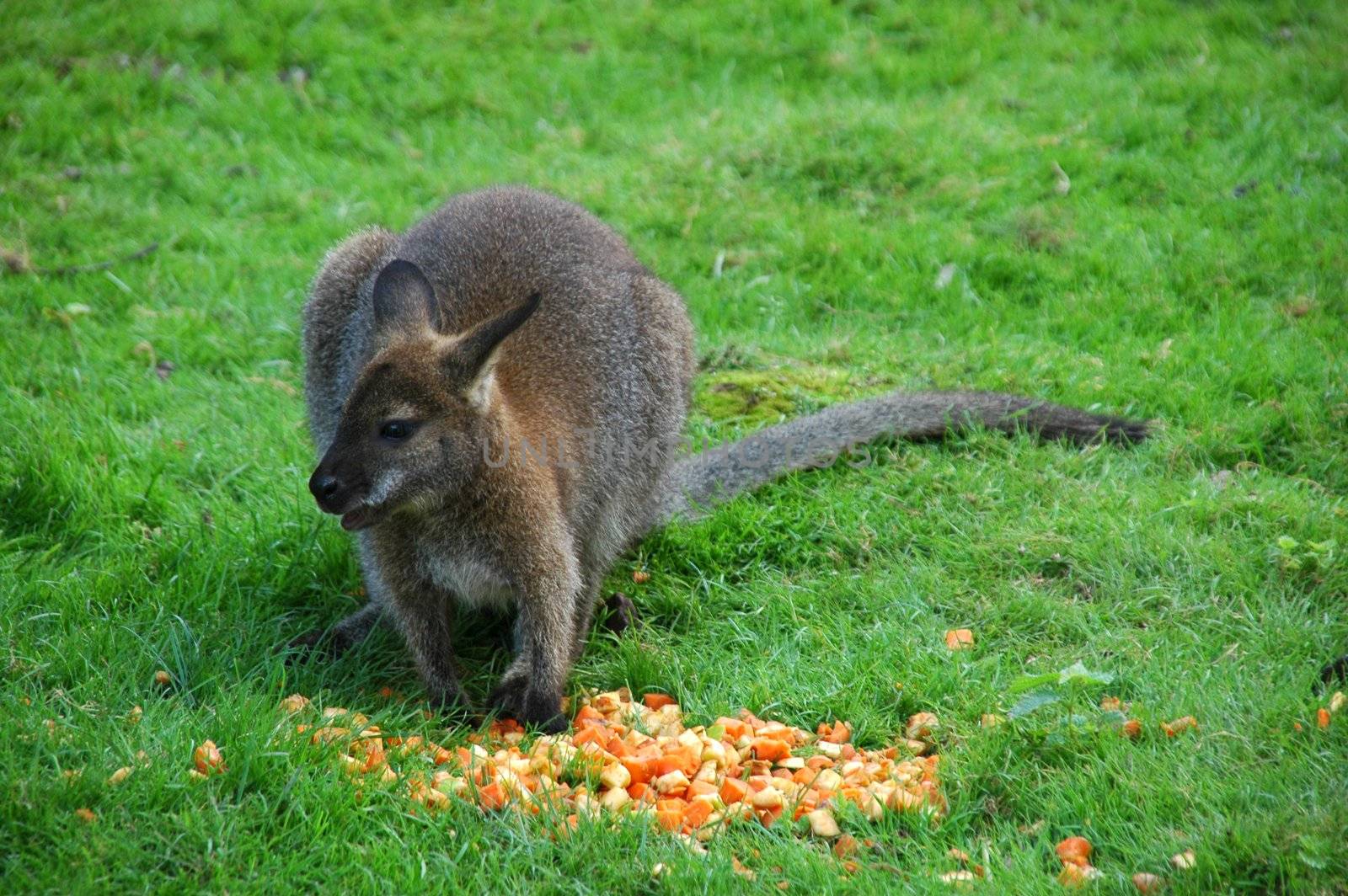 Red Kangaroo, Macropus rufus by raalves