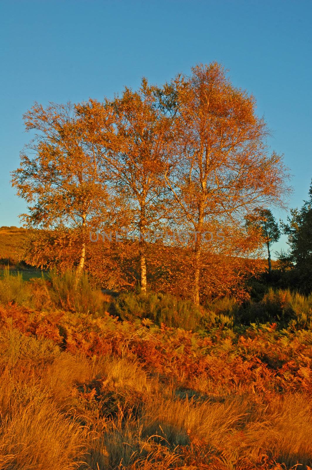 forest in autumn  by raalves