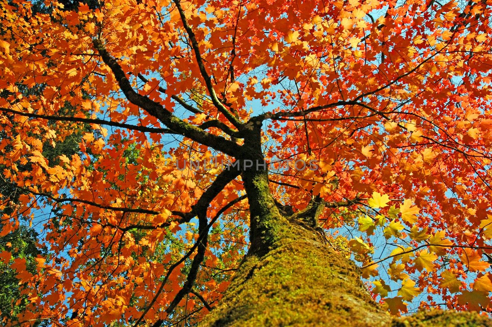 autumn leaves with fall colors in treetop by raalves