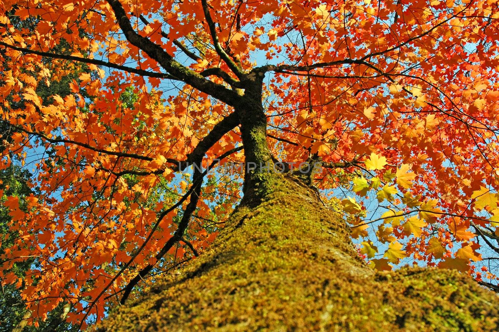 autumn Fall Treetop by raalves